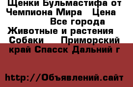 Щенки Бульмастифа от Чемпиона Мира › Цена ­ 1 000 - Все города Животные и растения » Собаки   . Приморский край,Спасск-Дальний г.